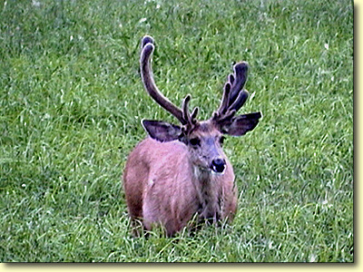 Colorado Velvet I
