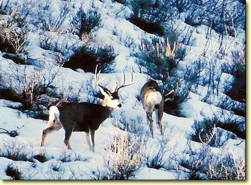 Winter Bucks II