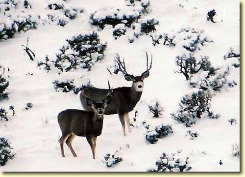 Winter Bucks II