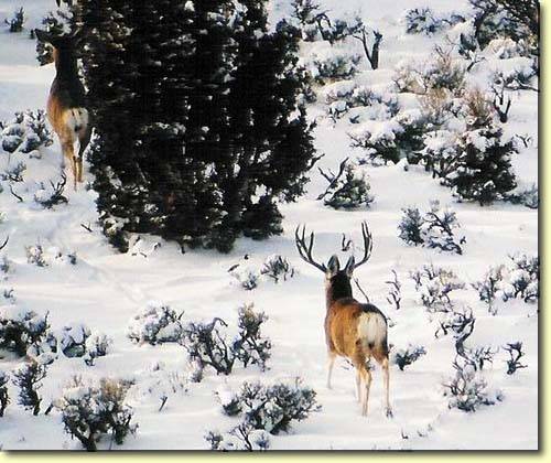 Winter Bucks II