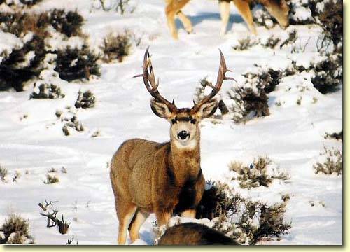 Winter Bucks II