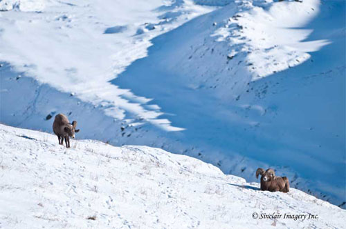 Winter Wildlife