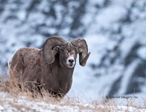 Winter Wildlife