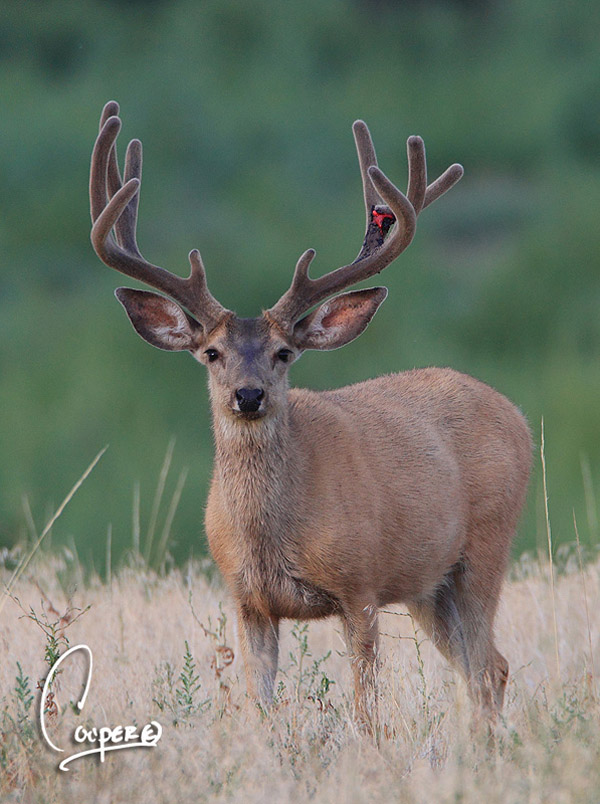 Whopper Velvet Bucks