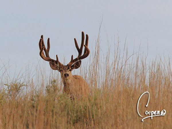 Whopper Velvet Bucks