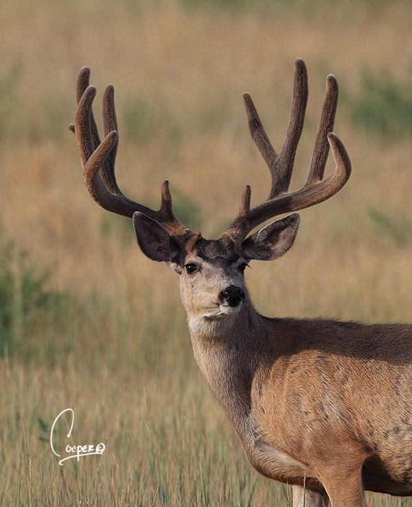 Whopper Velvet Bucks