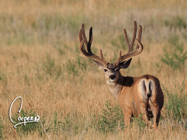 Whopper Velvet Bucks