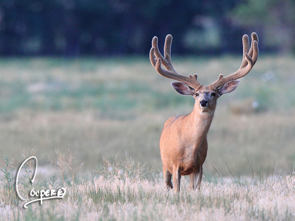 Whopper Velvet Bucks