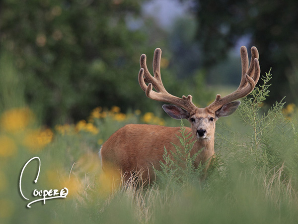 Whopper Velvet Bucks