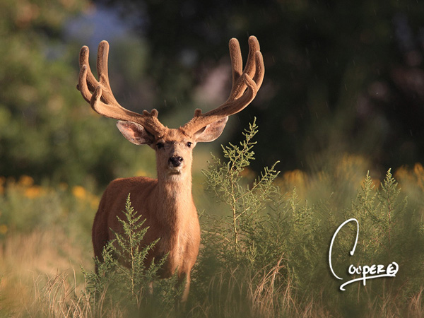 Whopper Velvet Bucks