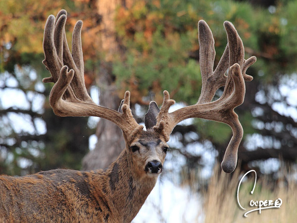 Whopper Velvet Bucks