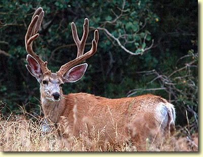 Velvet Bucks III