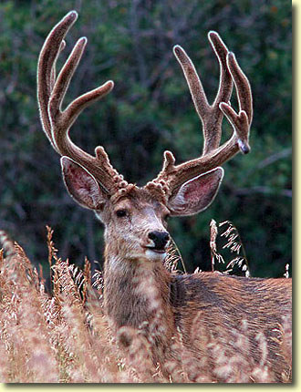 Velvet Bucks III