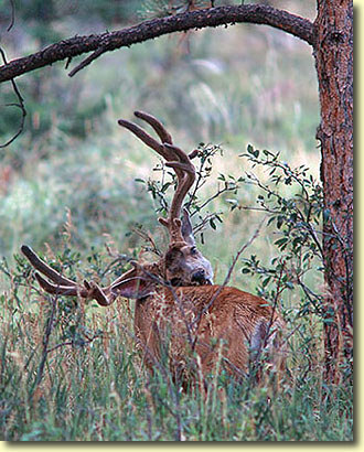 Velvet Bucks III