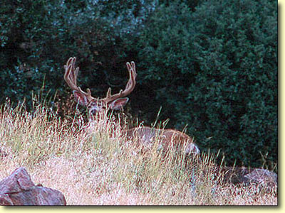Velvet Bucks III