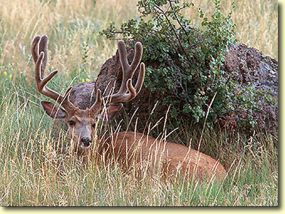 Velvet Bucks III