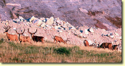Velvet Bucks III