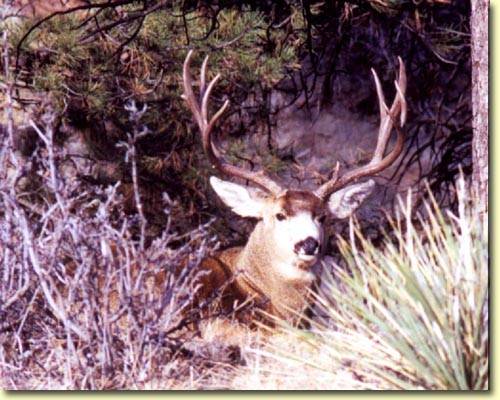 Colorado Trophy Bucks