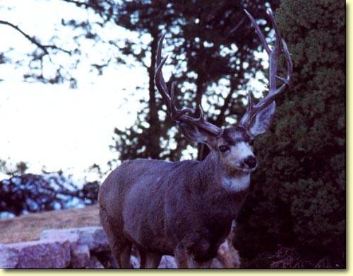 Colorado Trophy Bucks