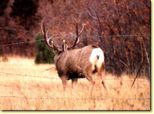 Colorado Trophy Bucks