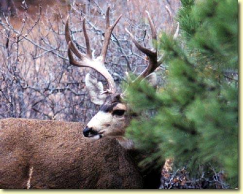 Colorado Trophy Bucks