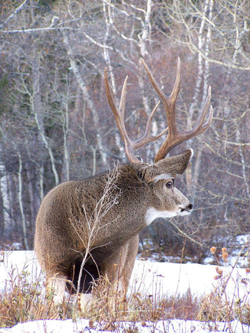 Northern Hawgs V