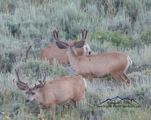 Velvet Trophy Bucks