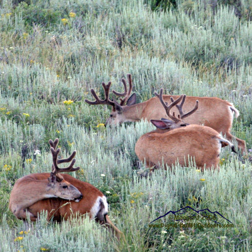 Velvet Trophy Bucks