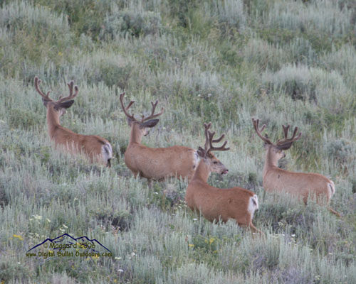 Velvet Trophy Bucks