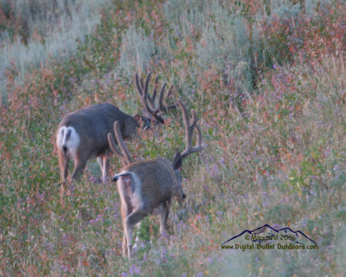 Velvet Trophy Bucks