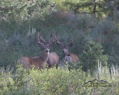 Velvet Trophy Bucks