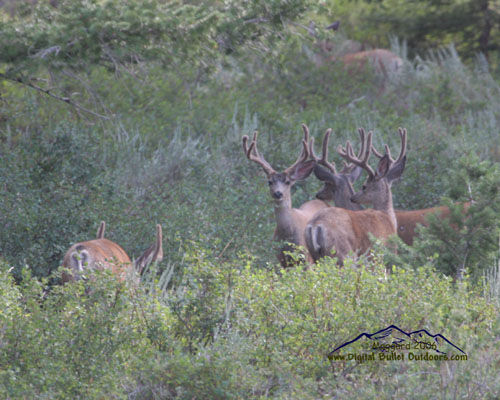 Velvet Trophy Bucks