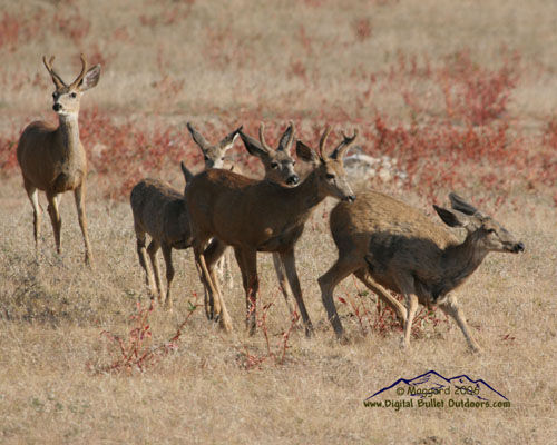 Velvet Trophy Bucks