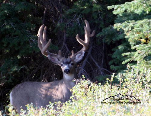 Velvet Trophy Bucks