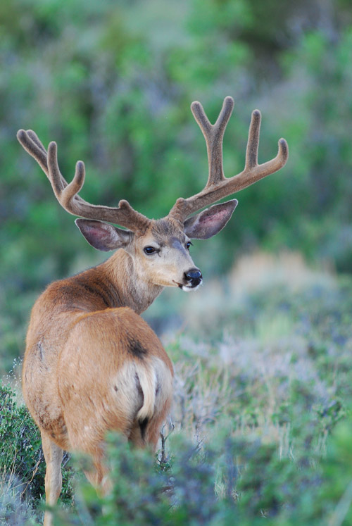 Public Land Bucks IV