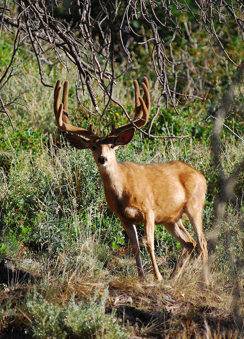 Public Land Bucks IV