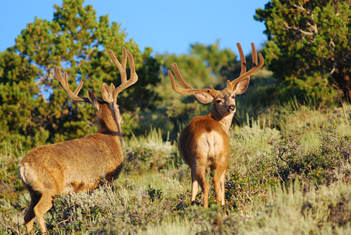 Public Land Bucks IV