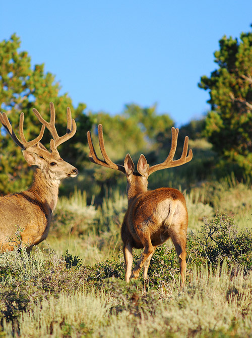 Public Land Bucks IV