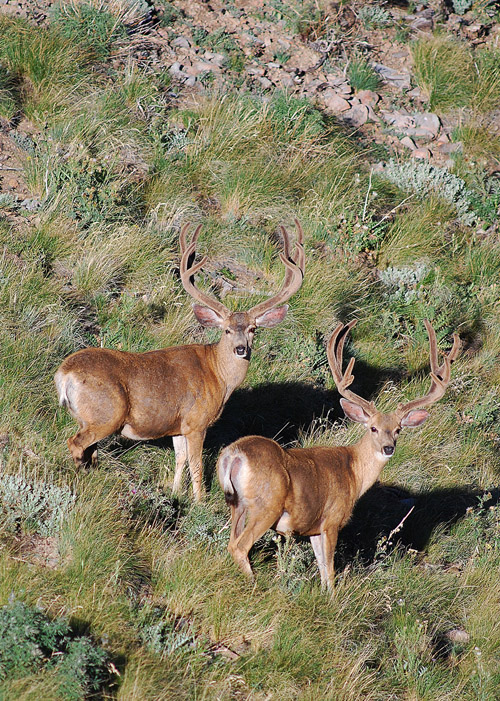 Public Land Bucks IV