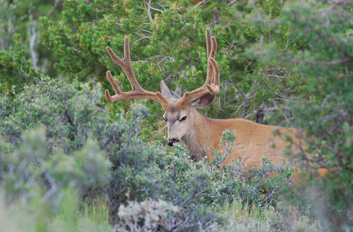 Public Land Bucks IV