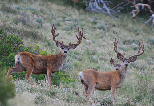 Public Land Bucks IV