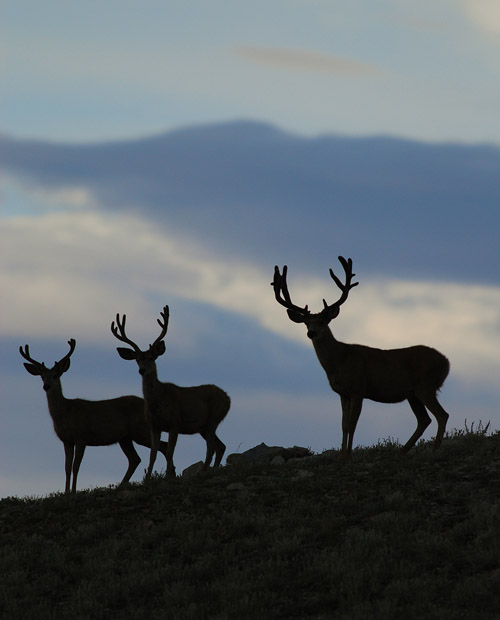 Public Land Bucks IV