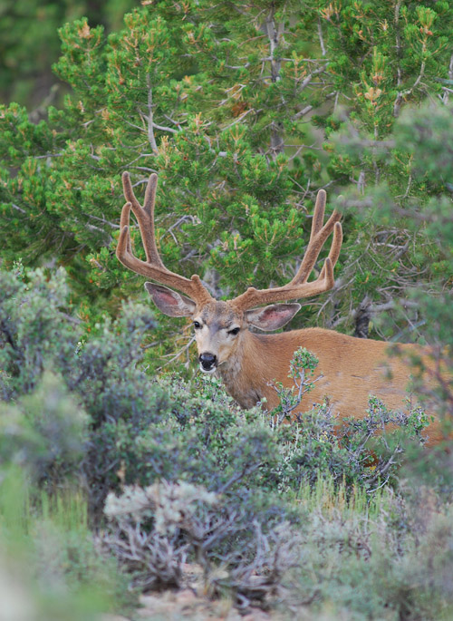 Public Land Bucks IV