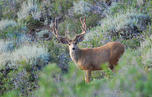 Public Land Bucks IV