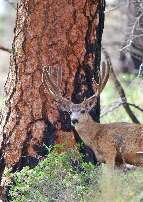 Public Land Bucks IV