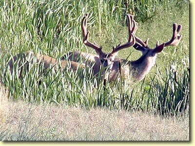 Canadian Velvet III