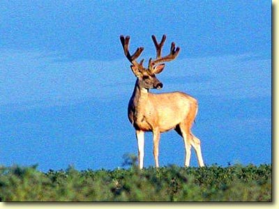 Canadian Velvet III