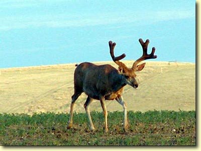 Canadian Velvet III