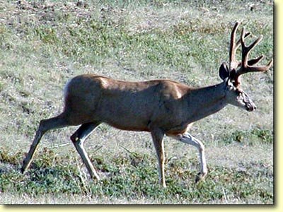 Canadian Velvet III