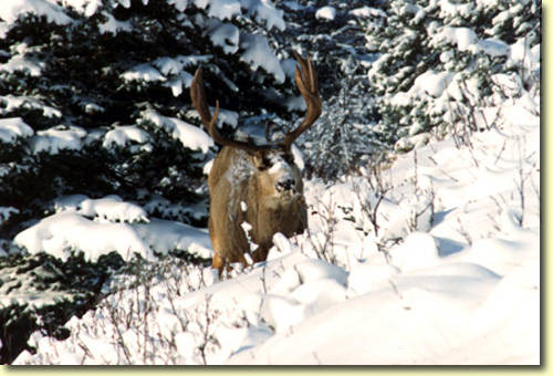 Northern Hawgs